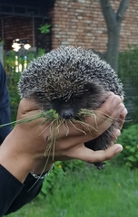 Erinaceus roumanicus