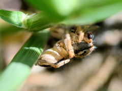 Habronattus texanus
