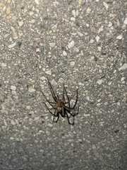Araneae