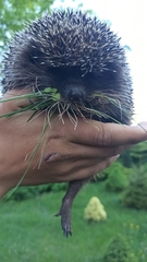 Erinaceus roumanicus