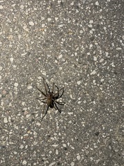 Araneae