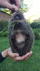 Erinaceus roumanicus