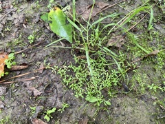 Callitriche terrestris