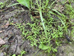 Callitriche terrestris