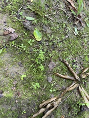 Callitriche terrestris