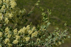 Atraphaxis pyrifolia