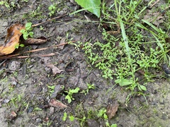 Callitriche terrestris