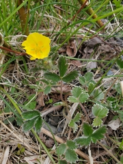 Potentilla × villosula