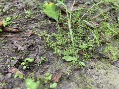 Callitriche terrestris