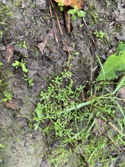 Callitriche terrestris