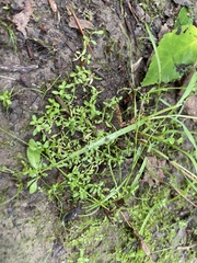 Callitriche terrestris