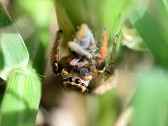 Habronattus texanus