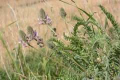 Oxytropis ornata