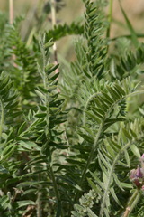 Oxytropis ornata
