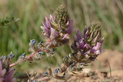 Oxytropis ornata