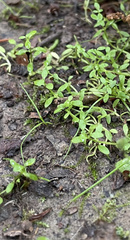 Callitriche terrestris