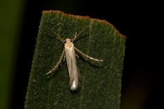 Calicotis sialota