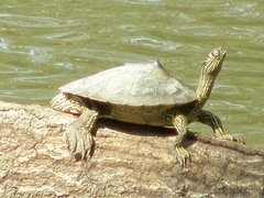 Graptemys sabinensis