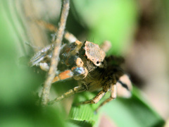 Habronattus texanus