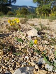 Coronilla minima lotoides