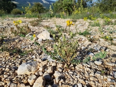 Coronilla minima lotoides
