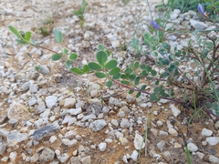Coronilla minima lotoides
