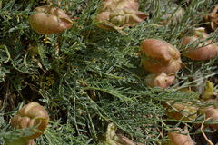 Astragalus pachyrhizus