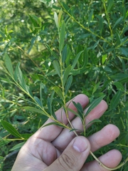 Salix vinogradovii