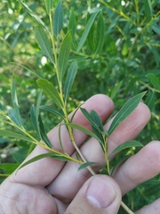 Salix vinogradovii