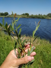 Salix vinogradovii