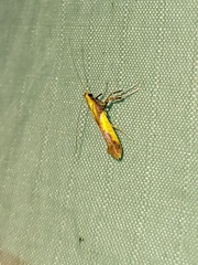 Caloptilia superbifrontella