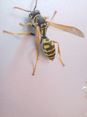 Polistes dominula
