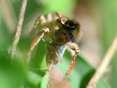 Habronattus texanus