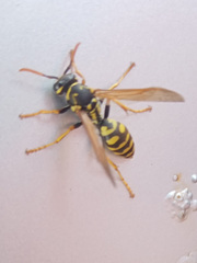 Polistes dominula