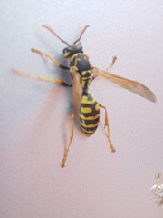 Polistes dominula