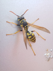 Polistes dominula