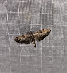 Eupithecia lariciata