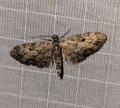 Eupithecia lariciata