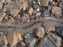 Thaumetopoea solitaria