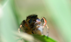 Habronattus texanus