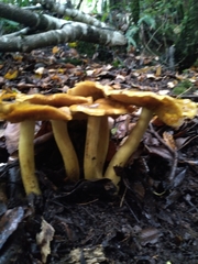 Cortinarius nahuelbutensis