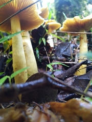 Cortinarius nahuelbutensis