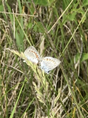 Plebejus samuelis