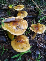 Cortinarius nahuelbutensis