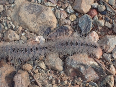 Thaumetopoea solitaria