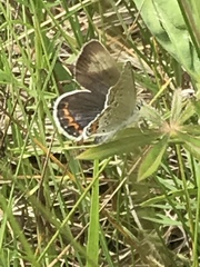 Plebejus samuelis