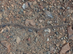 Thaumetopoea solitaria