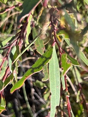 Eucalyptus stricta