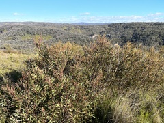 Eucalyptus stricta