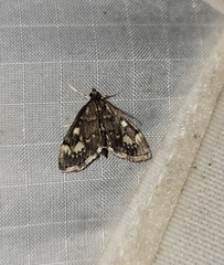 Anania coronata